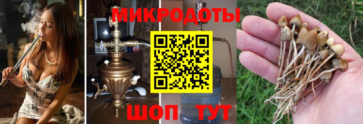 Псилоцибиновые грибы мухоморы Новороссийск